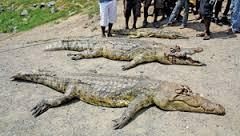 Crocodilos em Cativeiro